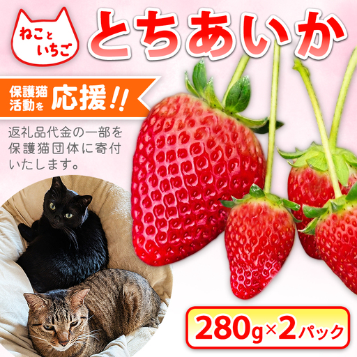 ねこといちご とちあいか280g×2パック|いちご イチゴ 苺 栃木県 果物 フルーツ 動物 猫 ネコ CAT キャット 保護 愛護 支援 ※2026年12月〜発送