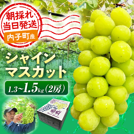 [先行予約]シャインマスカット1.3〜1.5kg (2房) 井上農園