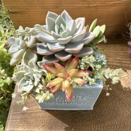 そのまま飾れる多肉植物のおまかせ寄せ植え 観葉植物 育て方付き 約10cm