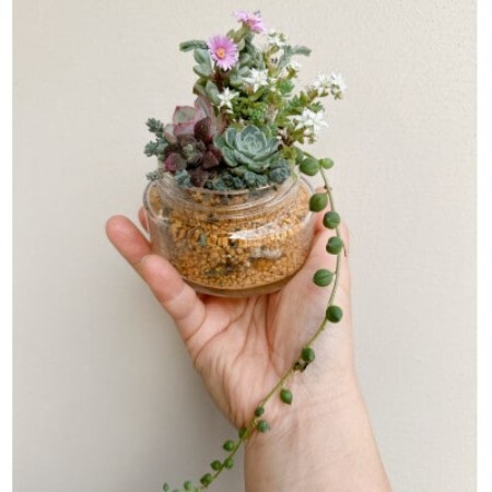 そのまま飾れる多肉植物のおまかせ寄せ植え 長く楽しめる寄せ植え 約8cm