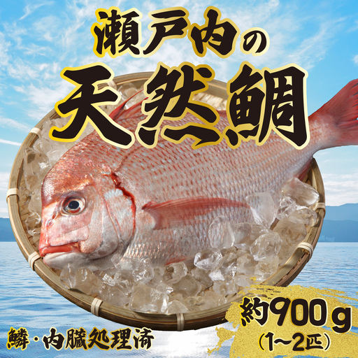 道の駅 天然鯛 約900g〜1kg(1匹〜2匹) 鱗・内臓処理済 新鮮 国産 季節 地魚 天然 鮮魚 下処理 タイ たい 瀬戸内 広島県 三原市 030007