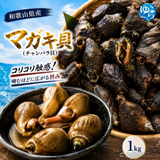 [素潜り漁師直送]マガキ貝 (チャンバラ貝) 1kg 獲りたてをお届けします!※離島配送不可[skmn210-mgk-1]