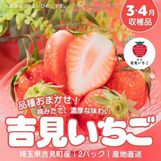 [3〜4月収穫分]埼玉県吉見町 吉見いちご[品種おまかせ]2パック|いちご 産地直送