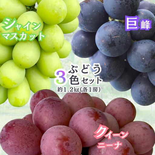 gems.grape　ぶどう三色セット（黒、緑、赤）A　約1.2kg以上　巨峰／シャインマスカット／クイーンニーナ| シャインマスカット クイーンニーナ