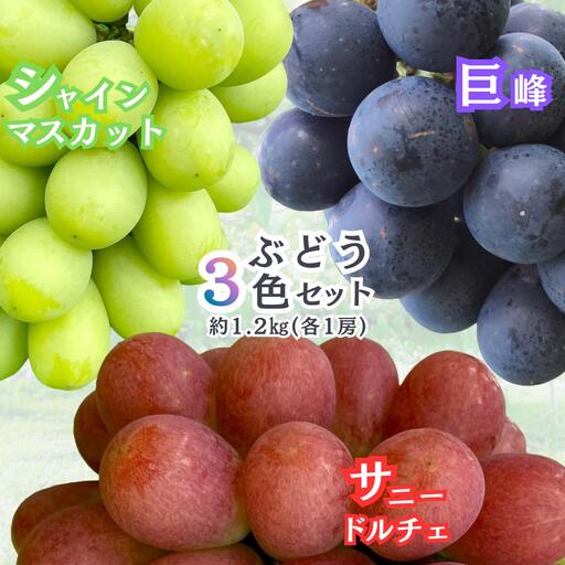 gems.grape ぶどう三色セット(黒、緑、赤)B 約1.2kg以上 巨峰/シャインマスカット/サニードルチェ | シャインマスカット