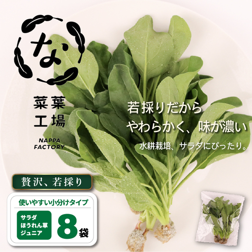 若採り サラダほうれん草 ジュニア | ほうれんそう 水耕 葉物 野菜 南国市