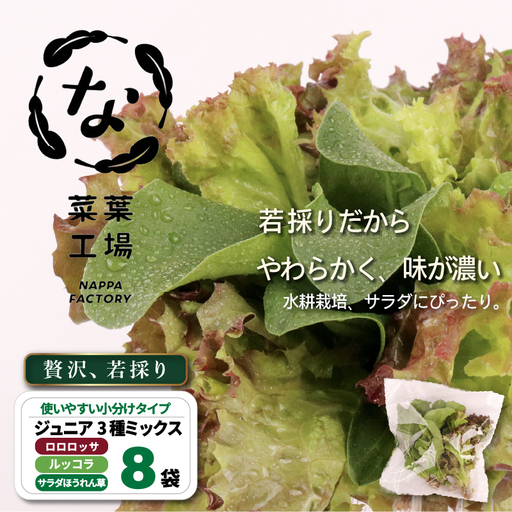 3種ミックス 若採り ルッコラ ほうれん草 みずな ジュニア | サラダ 水菜 水耕 葉物 野菜 南国市