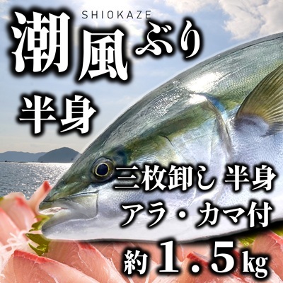 うすき産潮風ぶり・半身(約1.5kg弱)[冷蔵] ブリ 鰤 ブリカマ アラ 魚 豊後水道 臼杵 着日指定