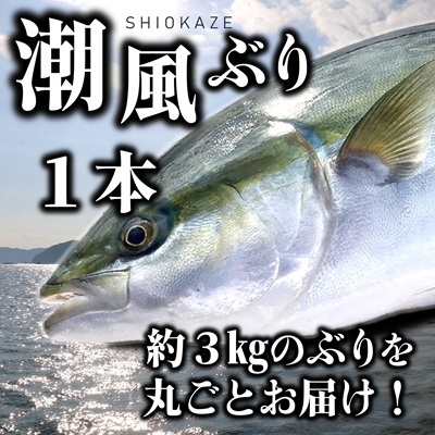 うすき産潮風ぶり・1本丸ごと(約3kg弱)