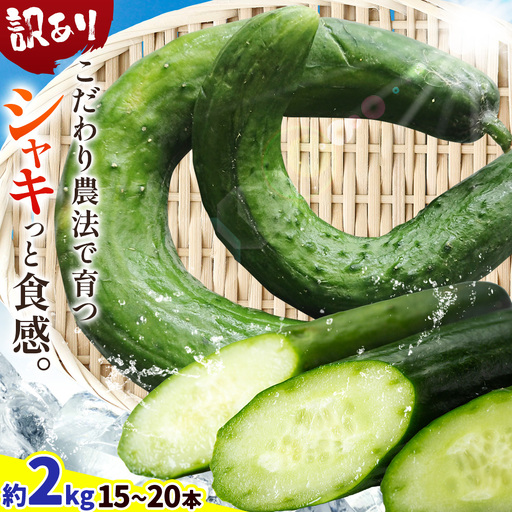 きゅうり 訳あり 約2kg 秋山農園