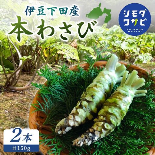 わさび 伊豆 下田 本わさび 2本 150g ワサビ