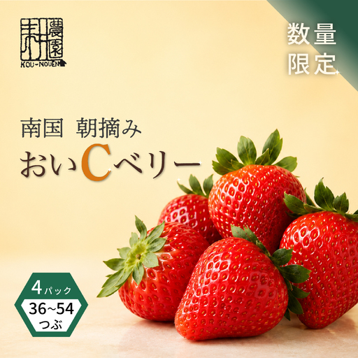 先行予約 いちご 苺 おいCベリー 贈答品 4パック：36～54粒 （2027年1月発送開始） | 厳選 贈り物 ギフト お取り寄せ 苺 いちご 大粒 南国市