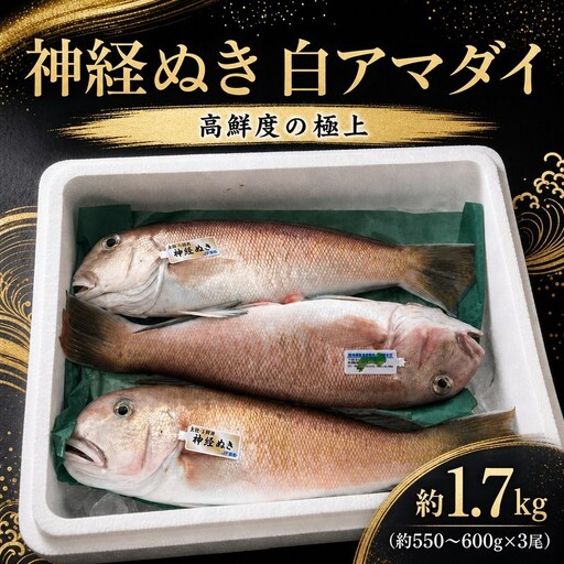 神経ぬき白アマダイ 約1.7kg(3尾) 四万十沖[1760]