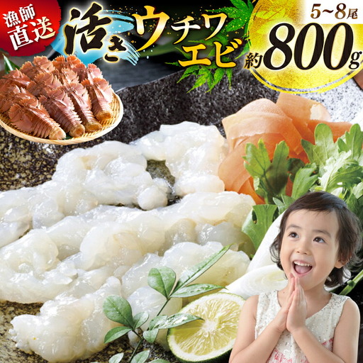 エビ 活き うちわえび 5〜8尾 約800g