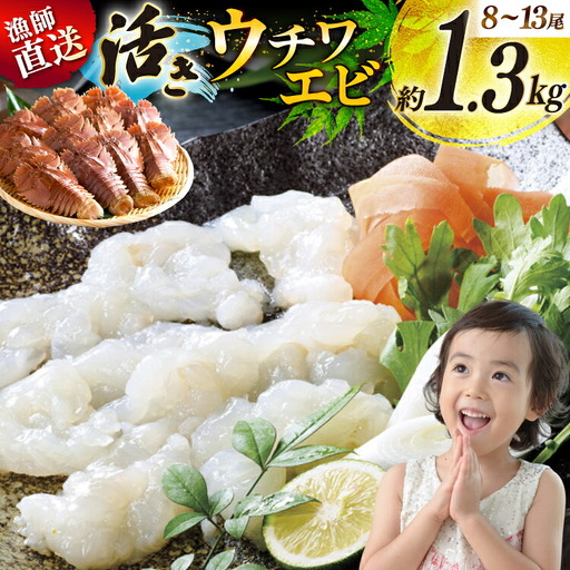 エビ 活き うちわえび 8～13尾 約1.3kg