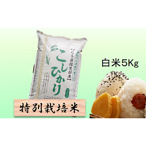 特別栽培米 [ 令和8年産 ] 白米 5kg [ コシヒカリ ]