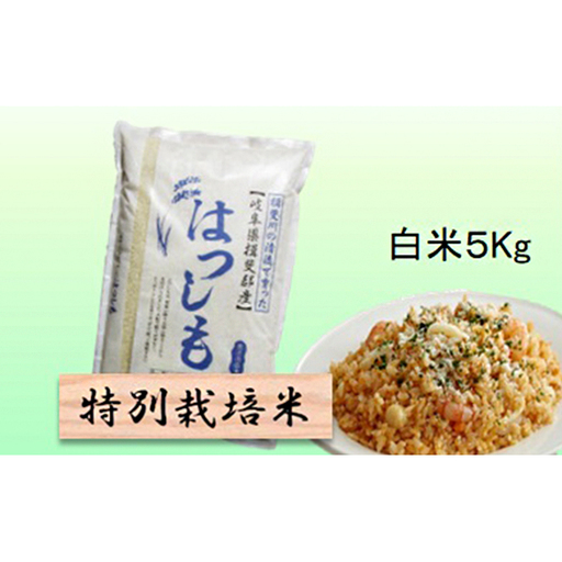 特別栽培米 [ 令和8年産 ] 白米 5kg [ ハツシモ ]