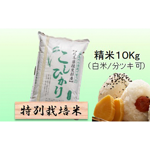 特別栽培米 【 令和8年産 】 精米 10kg（白米/5分/7分ツキ可）【 コシヒカリ 】玄米は別に出品