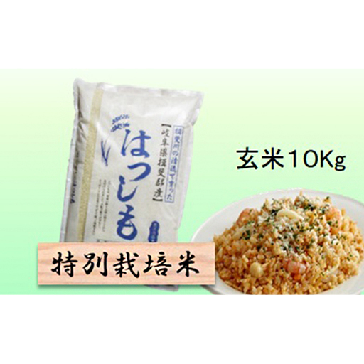 特別栽培米 【 令和8年産 】 玄米 10kg 【 ハツシモ 】