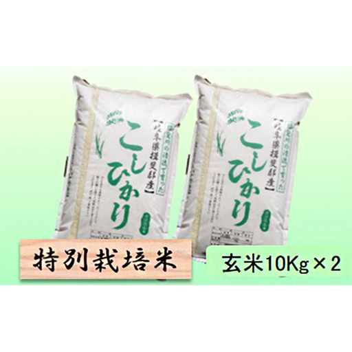 特別栽培米 【 令和8年産 】 玄米 20kg【 コシヒカリ 】