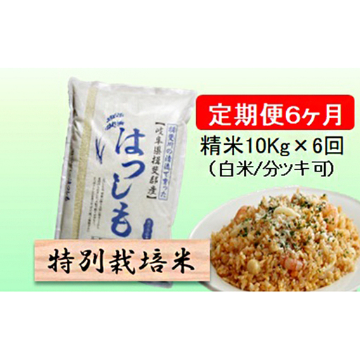 定期便 6カ月【 令和8年産 】毎月  精米 10kg（ 白米 /7分/ 5分 ツキ可）【 ハツシモ 】玄米は別に出品