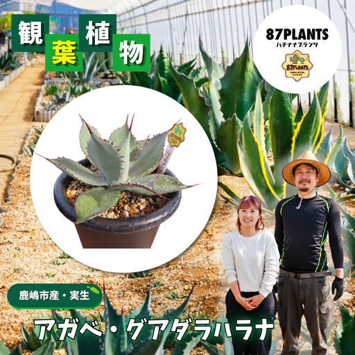 [ アガベ ] 多肉植物 グアダラハラナ ガーデニング agave 数量限定 園芸 植物 アガベ 鹿嶋市