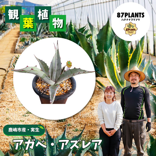 [ アガベ ] 多肉植物 アズレア ガーデニング agave 数量限定 園芸 植物 アガベ 鹿嶋市