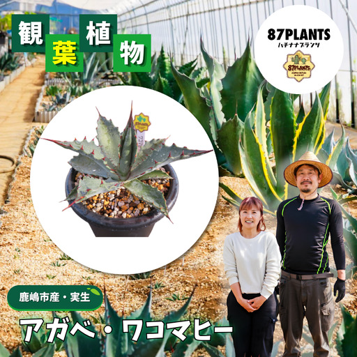 [ アガベ ] 多肉植物 ワコマヒー ガーデニング agave 数量限定 園芸 植物 アガベ 鹿嶋市