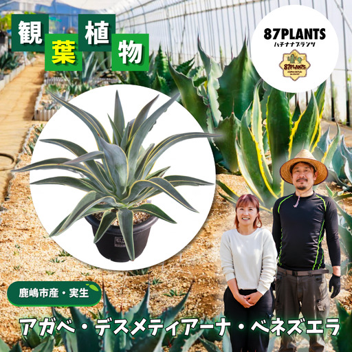 [ アガベ ] 多肉植物 デスメティアーナ ベネズエラ ガーデニング agave 数量限定 園芸 植物 アガベ 鹿嶋市