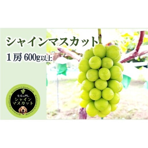 [令和8年産] シャインマスカット 600g以上 (1房) [令和8年9月中旬〜発送] 『七右エ門』 マスカット ぶどう 果物 フルーツ デザート 山形県 南陽市 [2717]