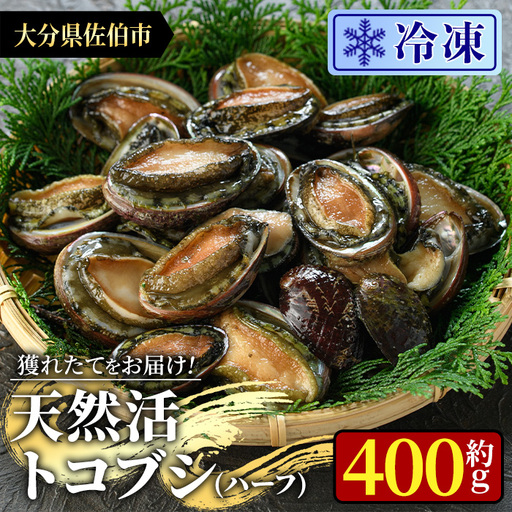 冷凍 天然活きトコブシ (約400g・ハーフサイズ) 魚介 貝 トコブシ とこぶし 網焼き バター焼き バーベキュー 獲れたて 冷凍 海の直売所 大分県 佐伯市[AS149][海べ]