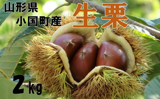 【先行予約】【数量限定】山形県小国町産　舟山栗園の生栗 2kg