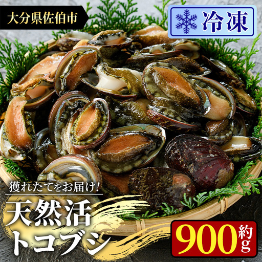 冷凍 天然活きトコブシ (約900g) 魚介 貝 トコブシ とこぶし 網焼き バター焼き バーベキュー 獲れたて 冷凍 海の直売所 大分県 佐伯市[AS150][海べ]