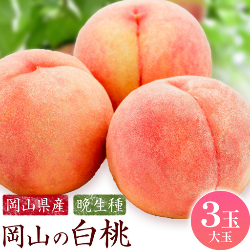 [2027年発送先行予約]岡山の白桃 晩生種 大玉3玉 約900g[配送不可地域:離島]