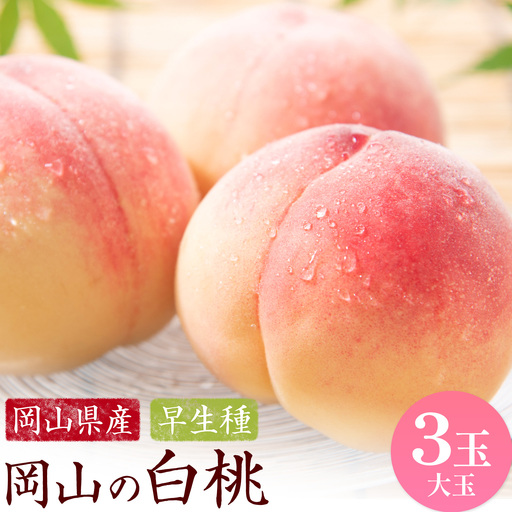 [2027年発送先行予約]岡山の白桃 早生種 大玉3玉 約900g[配送不可地域:離島]