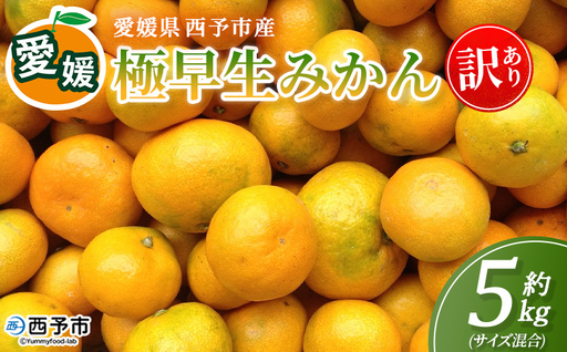 [愛媛産 訳あり 極早生みかん(サイズ混合)約5kg]『2026年9月下旬から順次出荷予定』蜜柑 ミカン みかん 訳アリ ご家庭用 温州みかん 極早生 西宇和 果物 フルーツ 柑橘 国産 愛媛県産 西予市 特産品 丸二青果 愛媛県 西予市[常温]MMY0030