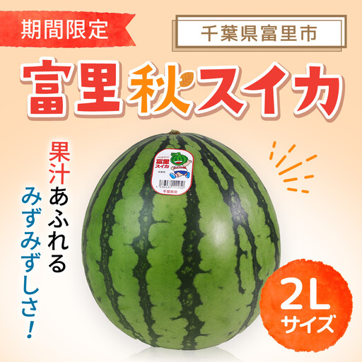 【期間限定】富里秋スイカ ２L １玉 / すいか スイカ 西瓜 千葉県 富里市 果物 フルーツ 採れたて とれたて 産地直送 農家直送 千葉県産 ちば 千葉すいか 千葉スイカ 富里 富里すいか 富里スイカ 甘い あまい 美味しい おいしい 大玉 大玉すいか 大玉スイカ TMF012