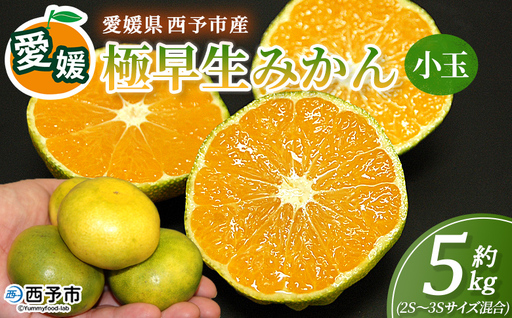 [愛媛産 小玉 極早生みかん(2S〜3Sサイズ混合)約5kg]『2026年9月下旬から順次出荷予定』蜜柑 ミカン みかん 温州みかん 温州ミカン 極早生 西宇和 果物 フルーツ 柑橘 国産 愛媛県産 西予市 特産品 丸二青果 愛媛県 西予市[常温]MMY0032