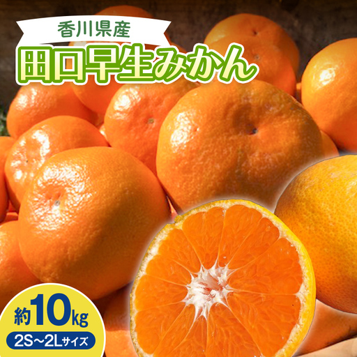 2026年秋よりお届け　田口早生みかん　約10kg 果物類 柑橘類 フルーツ   柑橘 みかん ミカン 蜜柑 デザート 果物 くだもの 果実 食品 FAH-0187