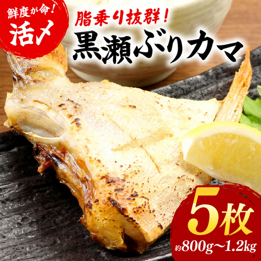 ＜2026年11月発送＞活じめ！黒瀬ぶりカマ（5枚入）（800g～1.2kg前後）_K001-015-11