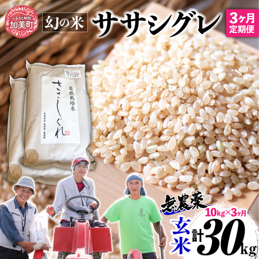 【新米予約】《 希少品種米 》 米 令和8年 宮城県産 ササシグレ ( 栽培期間中農薬・肥料不使用 ) 【 3回 定期便 】 玄米 10kg × 3ヶ月 （ 合計 30kg ） 無農薬 ｜nt-ss10-gn-t3-r8