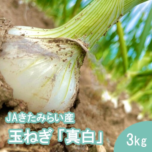 【予約：2027年8月発送】JAきたみらい産 玉ねぎ 真白 3kg ( 玉葱 たまねぎ 野菜 ましろ )【225-0002】