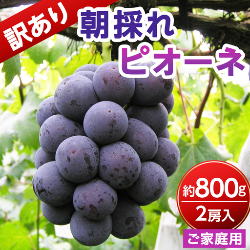 【ご家庭用・訳あり品】ピオーネ　約800g（2房入）