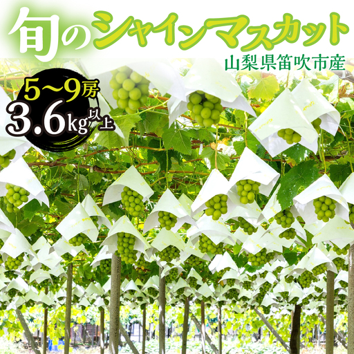 【2026年発送★先行予約】 山梨県笛吹市産　シャインマスカット5房～9房　3.6kg以上 263-005