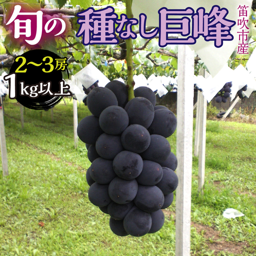 【2026年発送★先行予約】 山梨県笛吹市産　種なし巨峰2房～3房　１kg以上 263-006