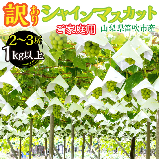 [2026年発送★先行予約] 山梨県笛吹市産 わけありシャインマスカット2房〜3房 1kg以上 263-007