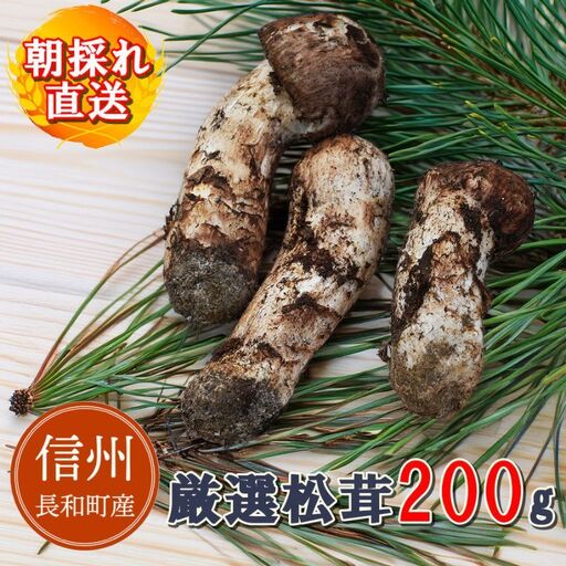 令和8年産 天然松茸 マツタケ 200g 朝採れ直送 信州長和町産 自生 産地直送 冷蔵便
