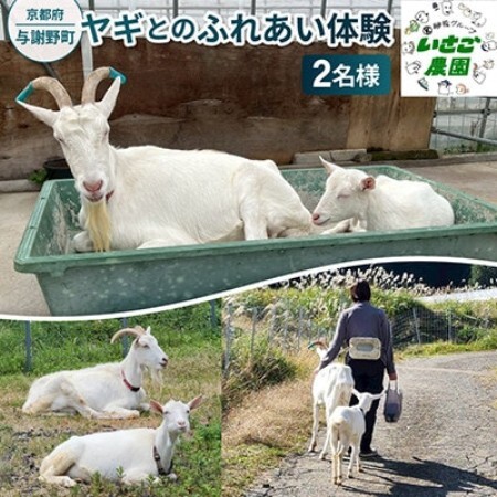 京都府与謝野町で ヤギとのふれあい体験 2名様用【1760902】