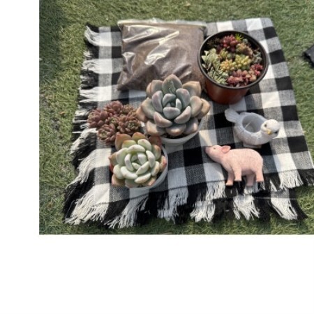 多肉植物寄せ植え作りセット+多肉植物3ポット C