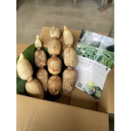里山れんこん 2kg【配送不可地域：離島】【1771819】